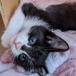 募集停止ハチワレ男の子リム