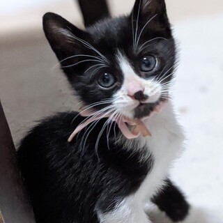 募集一時停止人懐っこい♥ハチワレ女の子レラ