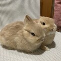 生後約3ヶ月のネザーランドドワーフ2匹