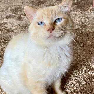 人馴れバッチリ クリームくん