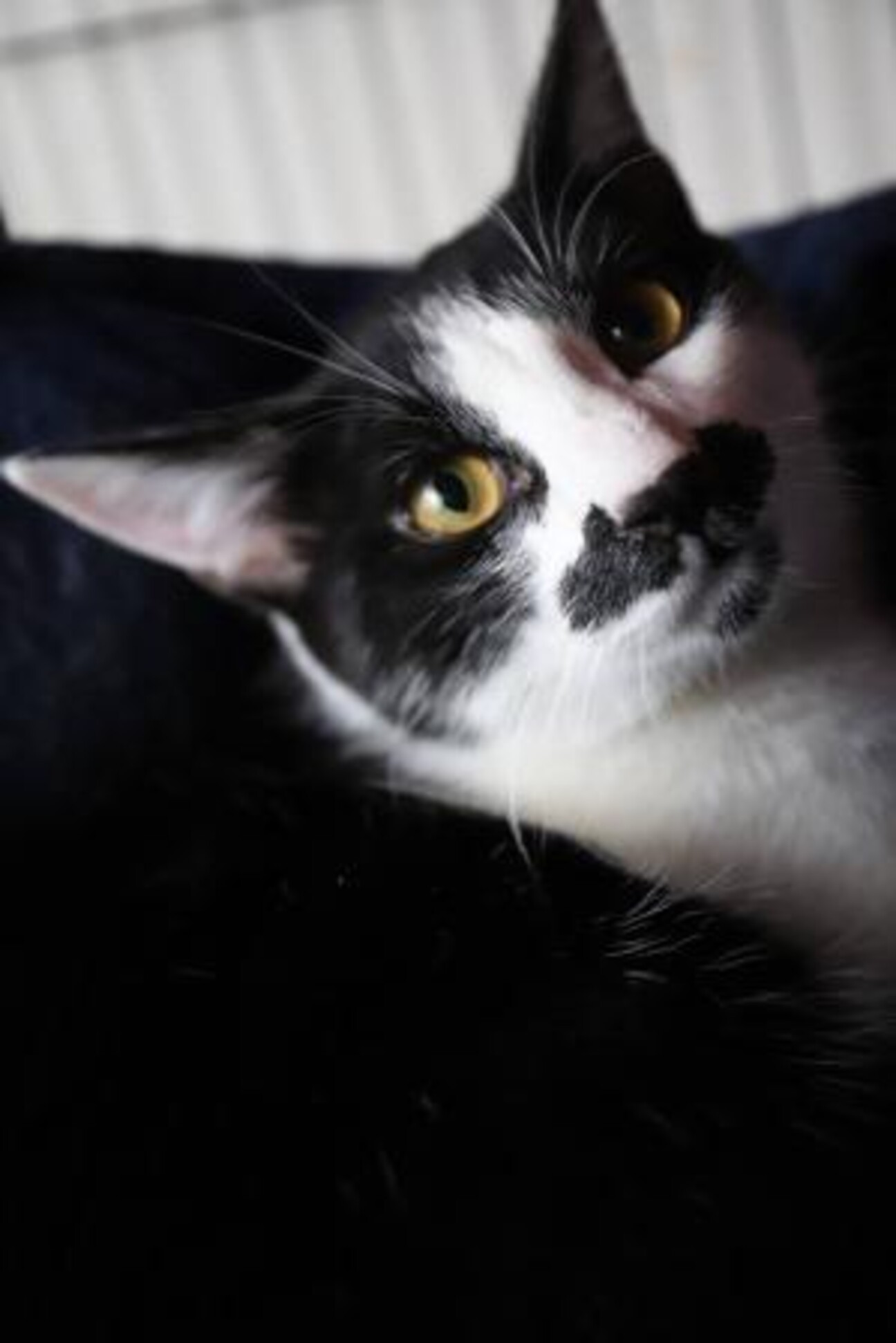 クック ぼく イケメン 埼玉県 猫の里親募集 ペットのおうち 月間利用者150万人 クック ぼく イケメン 埼玉県 猫の里親募集 ペットのおうち 月間利用者150万人