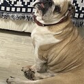おっとり優しいブルドッグのオハギちゃん