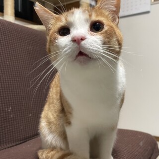茶白の優しい男の子です。素敵な家族を探しています