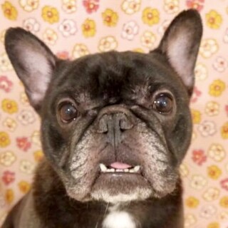 大門（だいもん）ブヒ好きにはたまらない❤