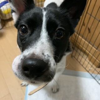 中型犬 白黒 を含む 犬の里親募集情報 ペットのおうち 月間利用者150万人