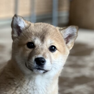 一時募集停止中