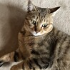 とっても懐っこくて優しいキジトラ猫のダイちゃん❣️ サムネイル3
