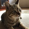 とっても懐っこくて優しいキジトラ猫のダイちゃん❣️ サムネイル5