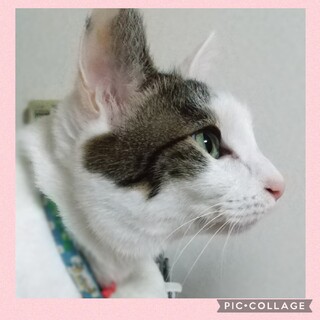 おねだり上手な小悪魔女子★ミニ3歳半(ｷｼﾞ白)