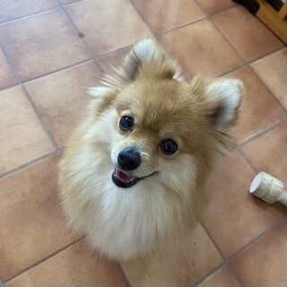 番犬はお任せくだしゃい。杏