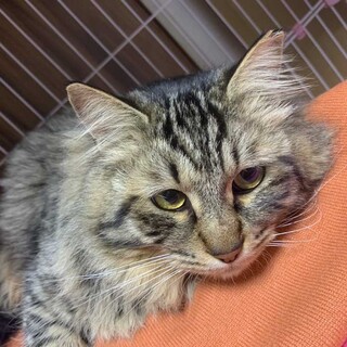 キジトラ長毛　男子「ロン」