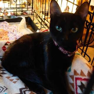 初めての人でも甘えていくジジコちゃん