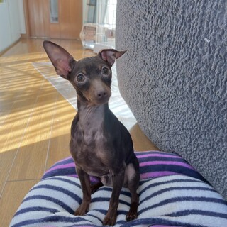 やんちゃなミニピンの男の子 ロイくん 1歳