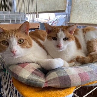 成猫ちゃん2匹の里親募集