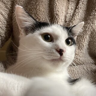 【5/22⭐️堺東にて里親会】参加猫ベタくん