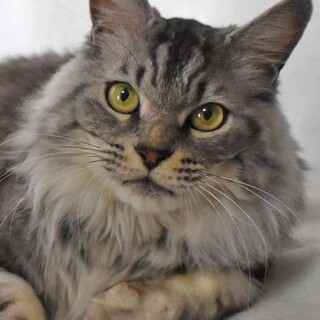 優しく凜々しい獅子丸君