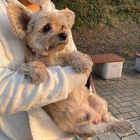 チェルシー