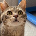 ぱっちりお目目　キジトラくん