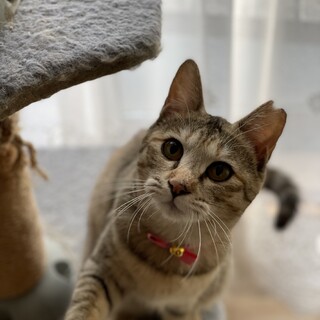 エイズキャリアおてんばでかわいい麦わら