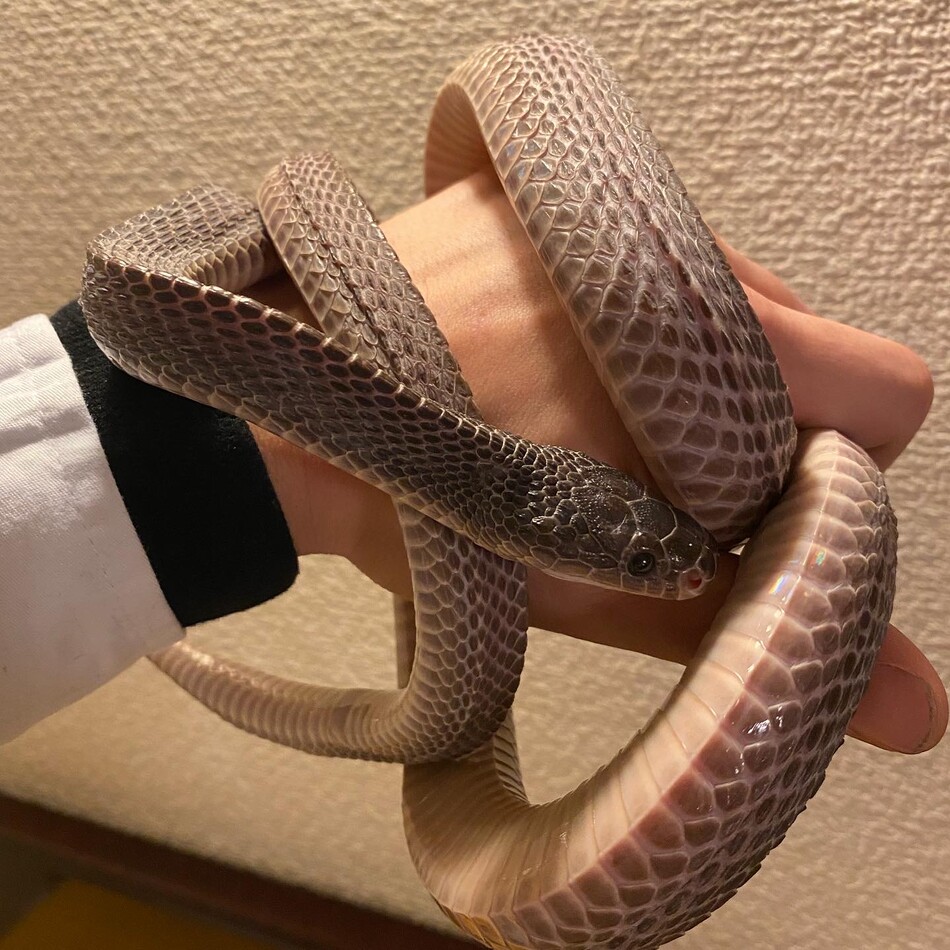 pesoのカバー写真