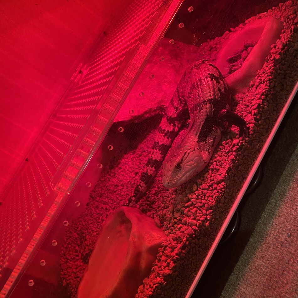 peroのカバー写真