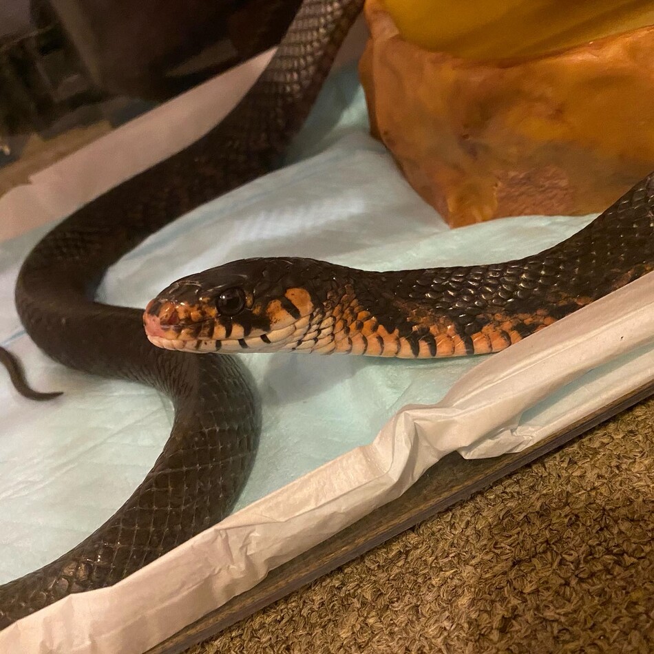 かっちゃんのカバー写真