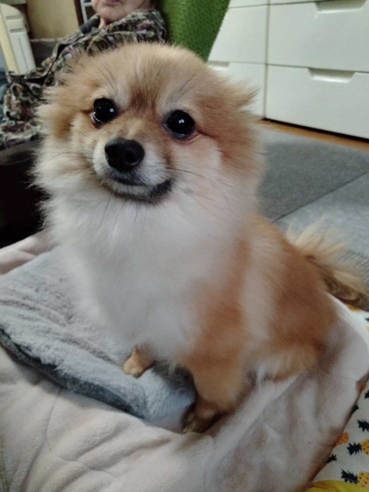 ポメラニアン オレンジ 」岐阜県 - 犬の里親募集(406645) 1枚目の