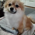 ポメラニアン　オレンジ　２歳の女の子
