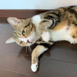 人に甘えるのが大好き！食いしん坊なマッシュくん★