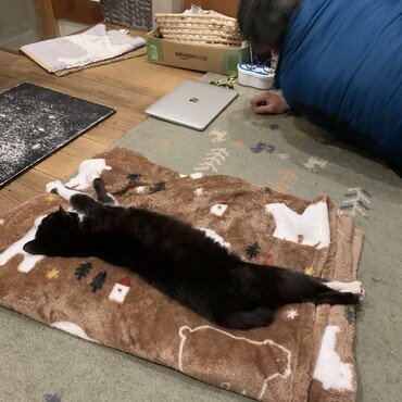 だいぶでっかくなりました。最近巨大化が激しい。