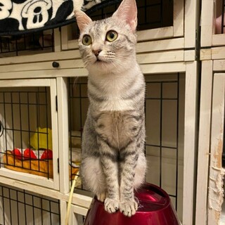 ディーバ②(更新済)