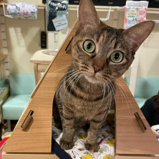 とっても美人なふわたま♀️