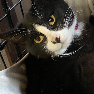 ふわりとした毛並みの女の子☆ぽんず