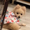 ポメラニアン♬ももねちゃん♪里親絶賛募集中！