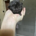 エキゾチックロング