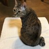 2022年3月20日に行方不明。赤い首輪を着用しております。