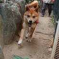 人が大好き！甘えたで元気な柴犬風味のサンド君