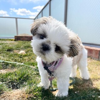 むっちゃ可愛いやんちゃボーイなホッピングシャワー