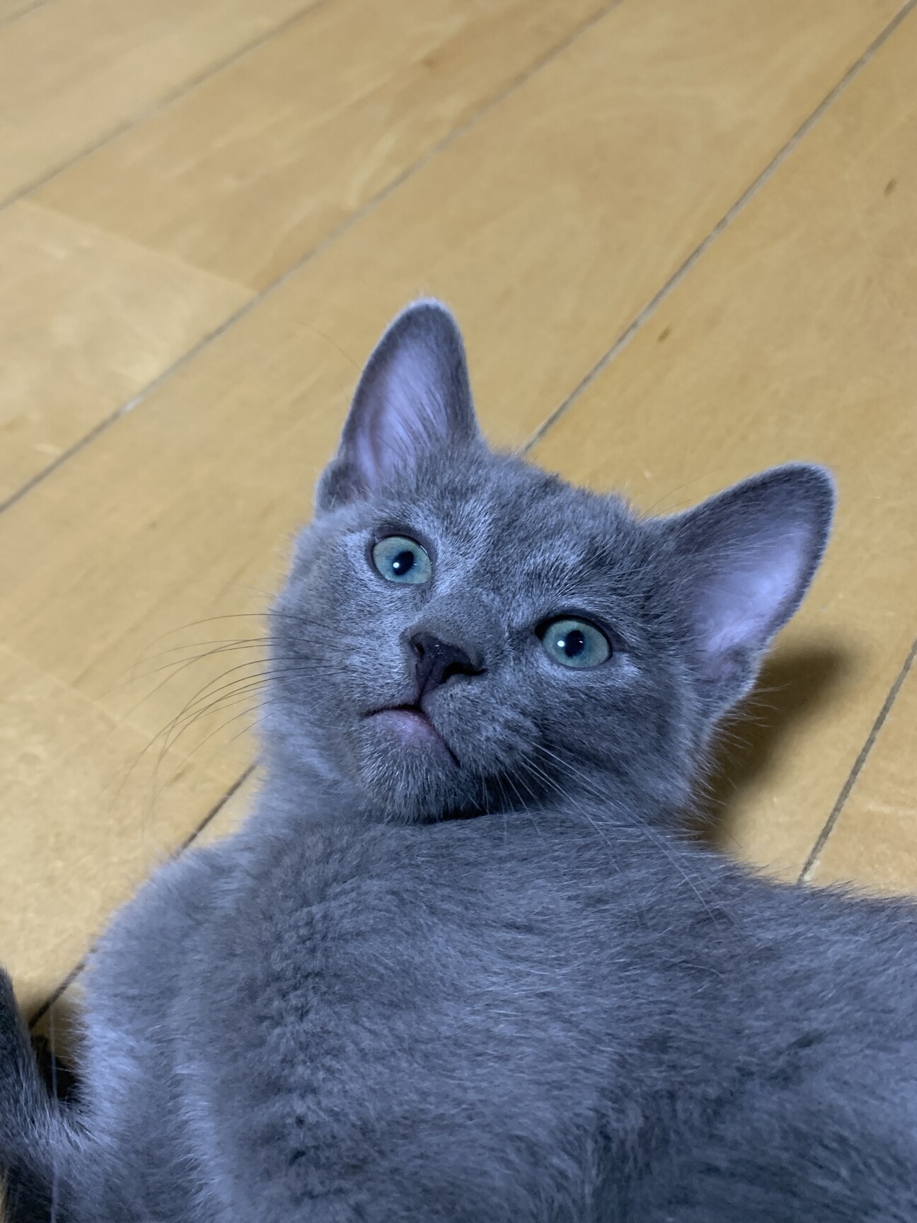 両前足奇形の子猫（ロシア」大阪府 - 猫の里親募集(406682