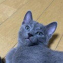 両前足奇形の子猫（ロシアンブルー♂）