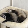 ホームも一緒の子たちなので、基本的にずっと一緒に寝ています