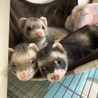 3匹仲良く一緒におやすみ