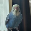セキセイインコ1歳オス