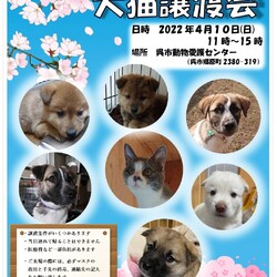 犬猫譲渡会