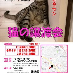 Sakai♥猫活 大人猫の譲渡会