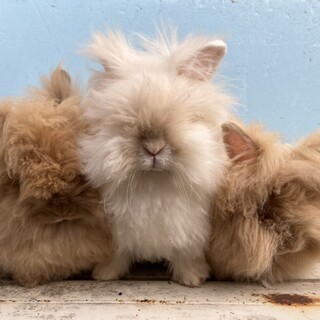 ライオンラビット