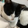 白血病陰転☆甘えん坊さんお膝急募!! サムネイル6