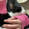 白血病陰転☆甘えん坊さんお膝急募!! サムネイル7