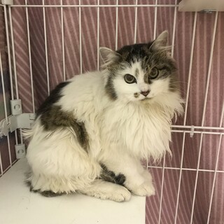 キジトラ長毛　メス