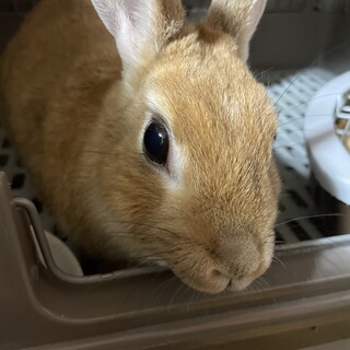 雑種うさぎ　7歳の女の子です